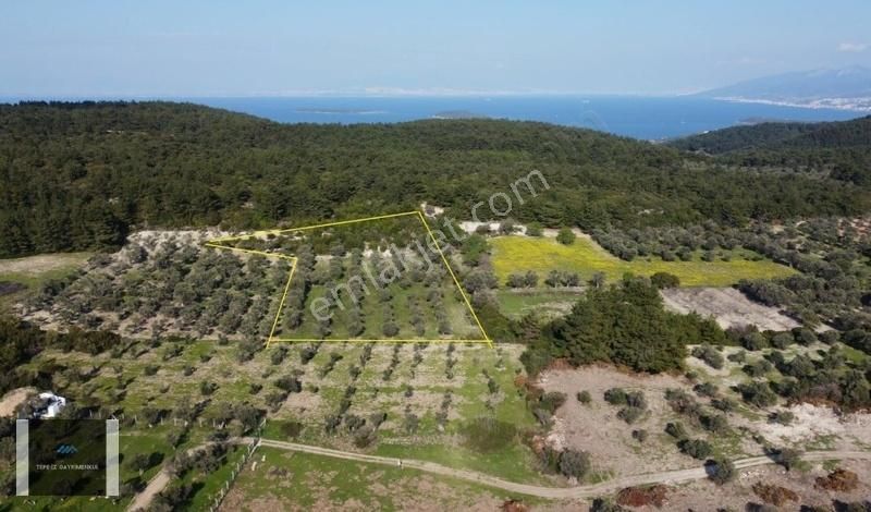 Özbek Burgazda Çamlar İçinde Zeytin Ağaçları Olan 10.079m2 Tarla - Görsel 2