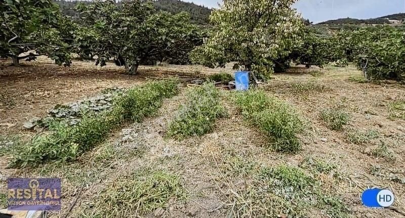 Osmangazi Gündoğdu Satılık Bağ & Bahçe Resital Vizyon'dan Gündoğdu Köyünde Satılık İncir Bahçesi