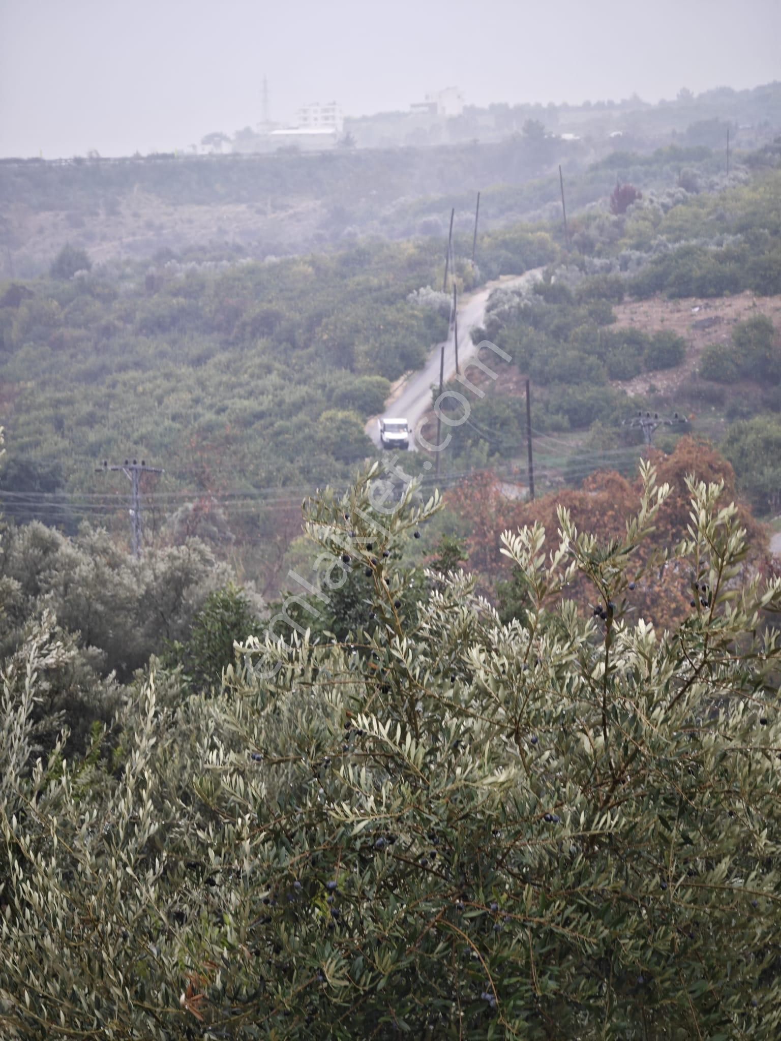 Mezitli Doğlu Satılık Bağ & Bahçe Mezitli Doğlu'da 1200 M2 Bahçe