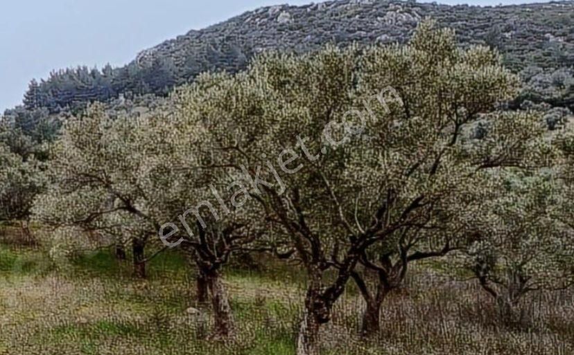 Torbalı Çapak Satılık Tarla Torbalı Çapak Satılık Tarla Yatırımcıların Dikkatine!