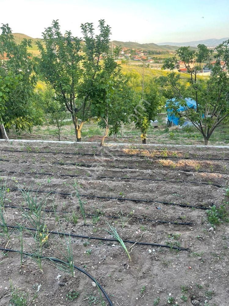 Çorum Merkez Sarmaşa Köyü Satılık Bağ & Bahçe Güvenay - Çorum Sarmaşa Mevkii İçerisinde Evi Olan Satılık Hobi Bahçesi