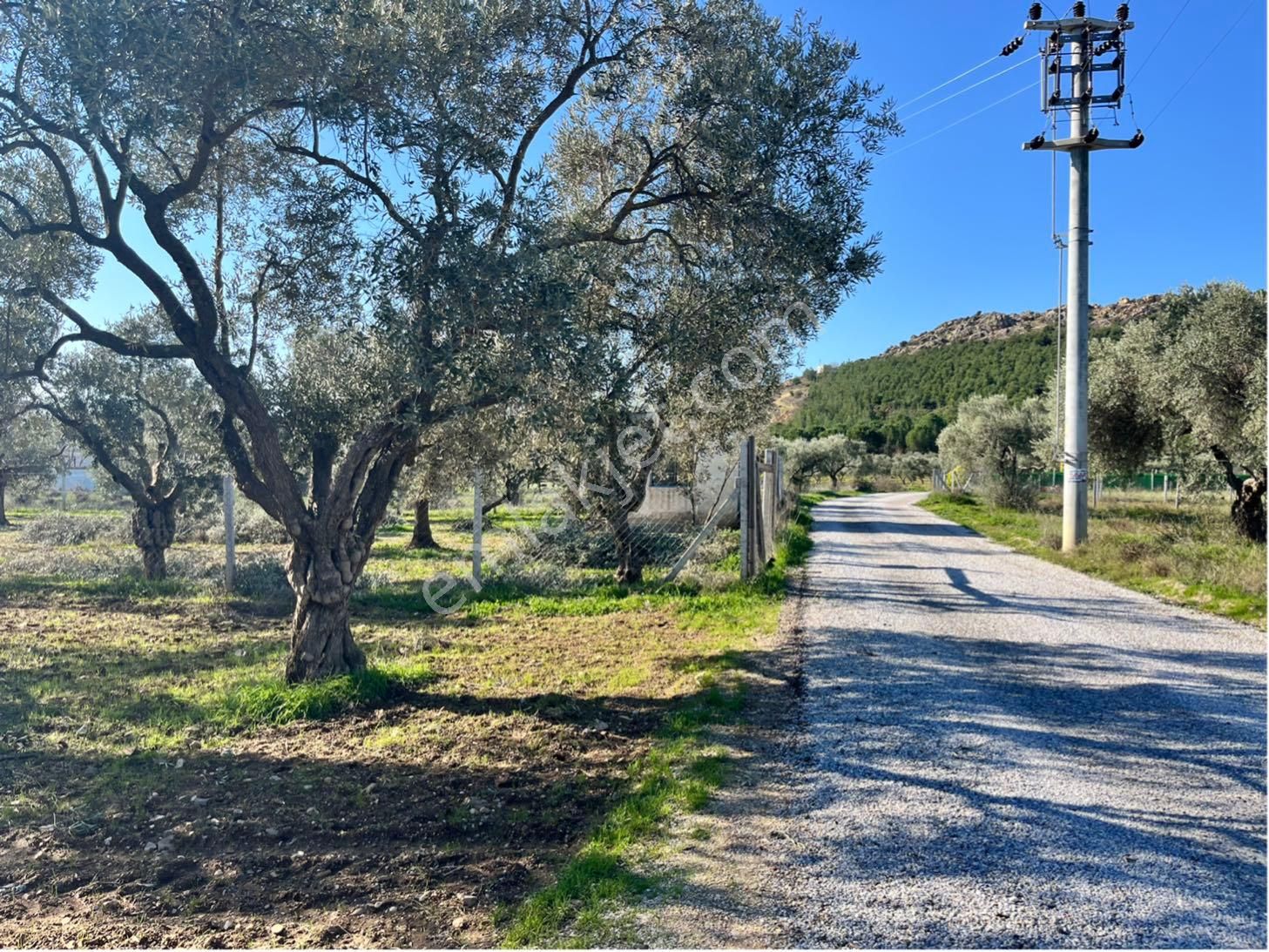 Torbalı Arslanlar Satılık Tarla Fırsat Arazi Zeytinlik Yol Cepheli