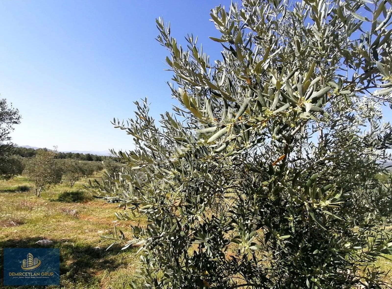 Seydikemer Arsaköy Satılık Tarla Muğla Seydikemer Arsa Mah: Erenyanı Mevkii 2 Dönüm Arazi