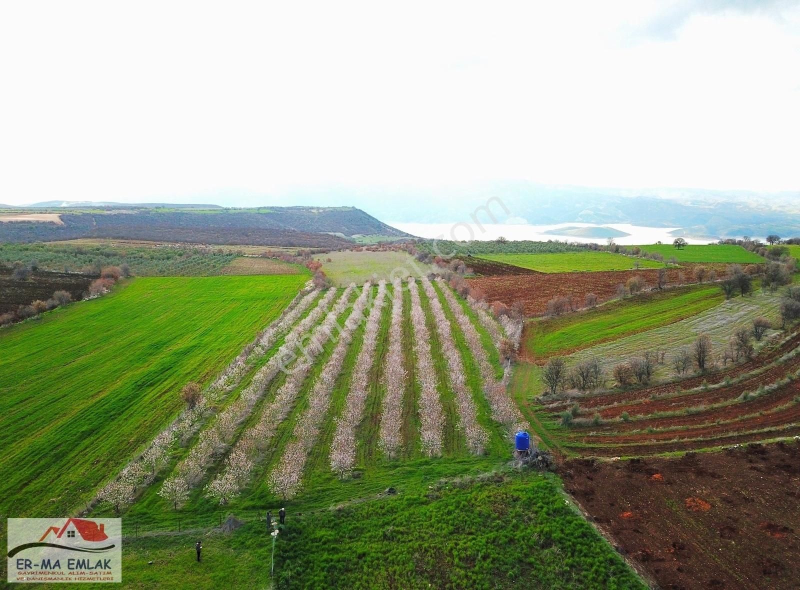 Salihli Hacıköseli Satılık Tarla Salihli'de Satılık 7580 M2 Bademlik (video)