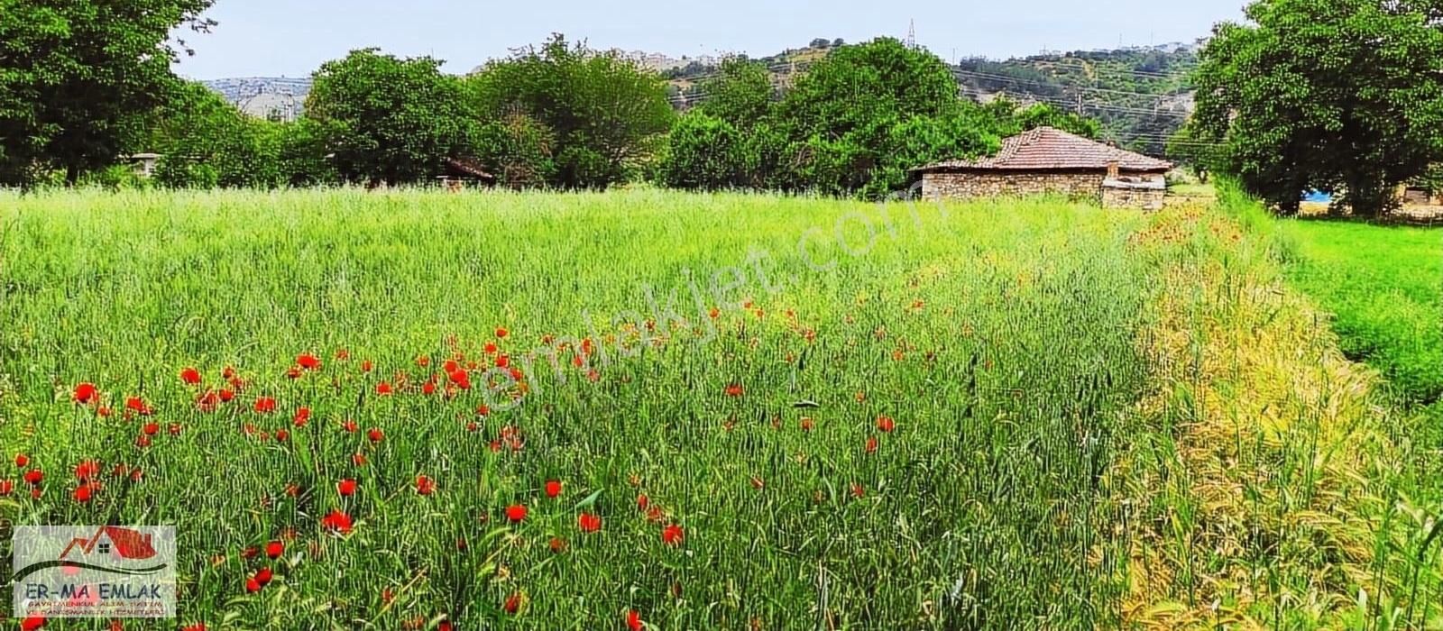 Gördes Beşeylül Satılık Tarla Gördes'te Satılık Merkeze Yakın 20 Dönüm Düz Tarla