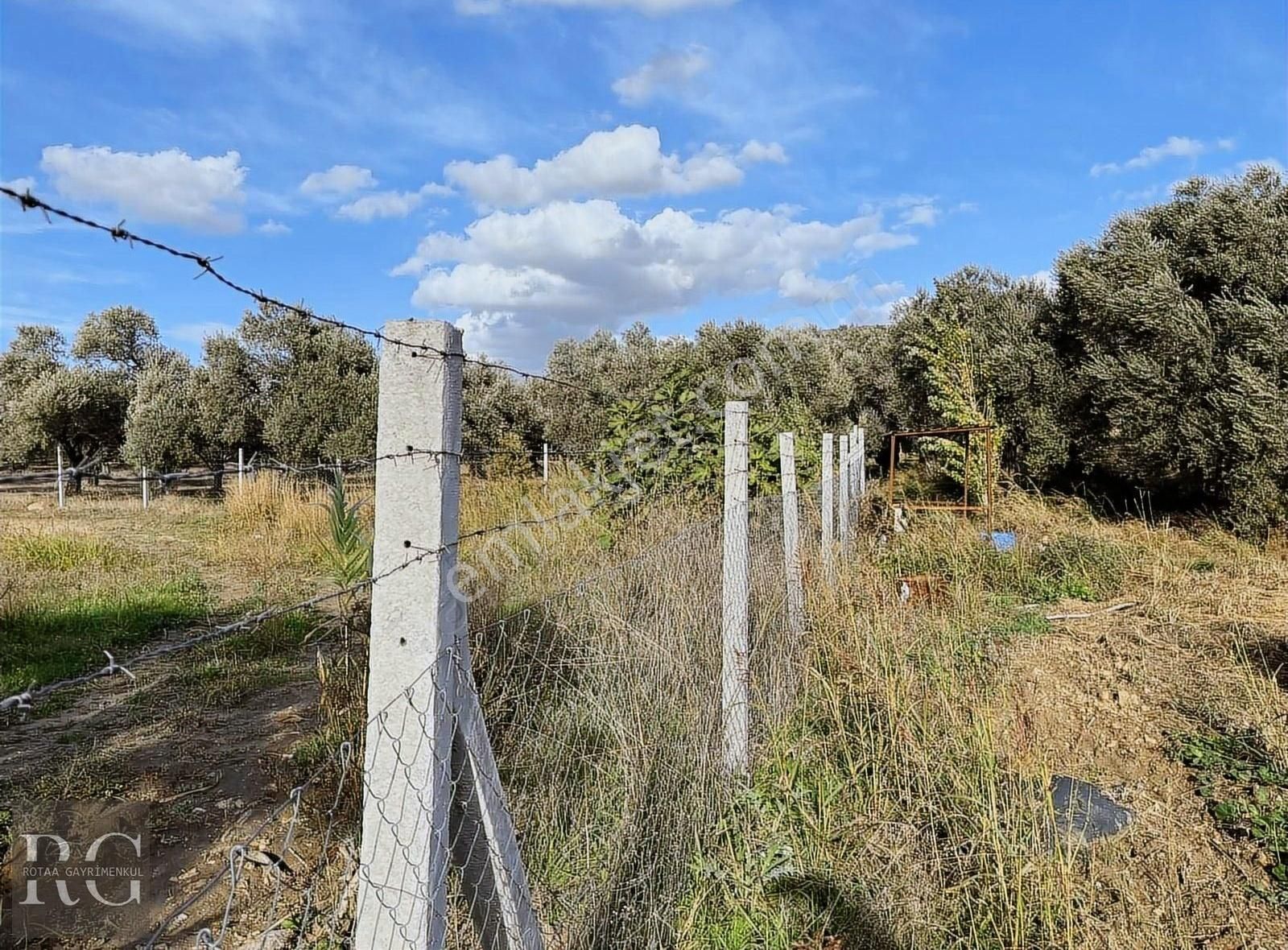 Torbalı Dirmil Satılık Zeytinlik Torbalı Dirmil Mah. Aile Mirastan Bölünme 1003 M2 Zeytinli Tarla