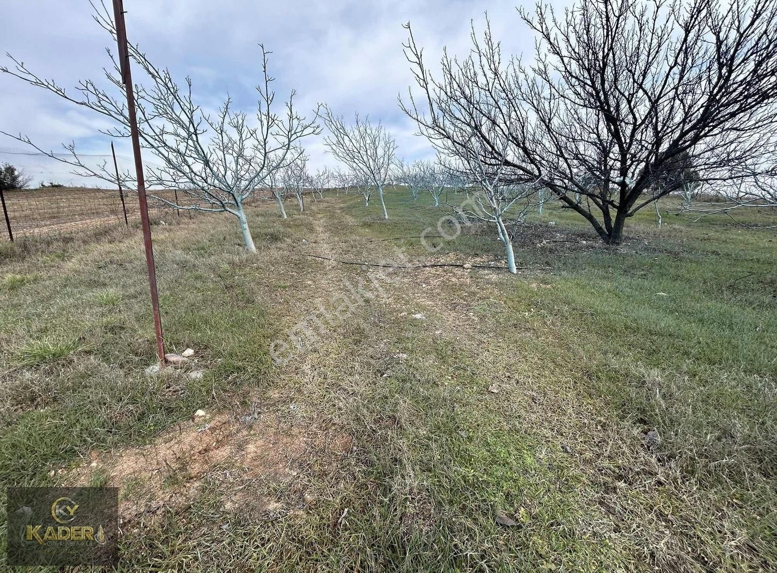 Ezine Güllüce Köyü Satılık Bağ & Bahçe Çanakkale Ezineye 3km Uzaklıkta Satılık Cevizlik