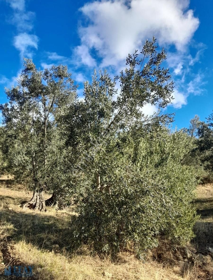 Bergama Sağancı Satılık Zeytinlik Bergama Sagancıda Satılık Zeytinlik