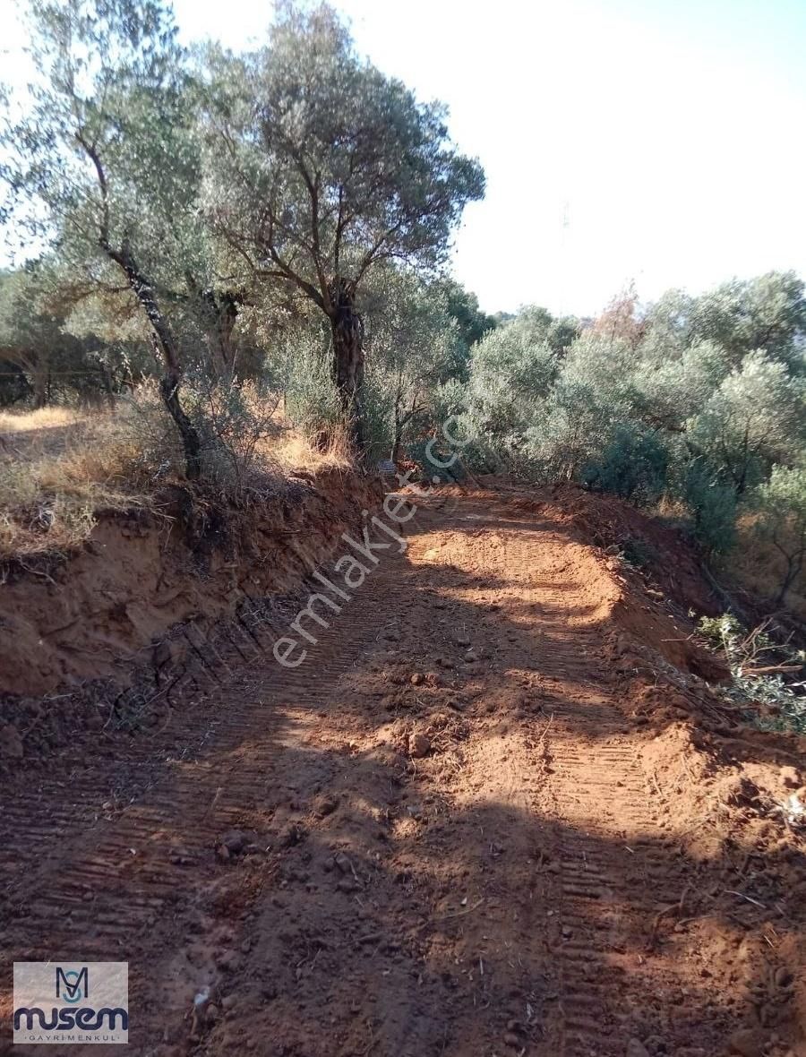 Germencık Dağkaraağac Koyunde 270m2 Satılık Hoby Bahcesı - Görsel 8