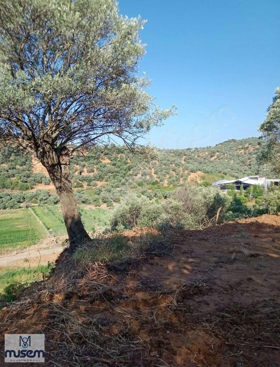 Germencık Dağkaraağac Koyunde 270m2 Satılık Hoby Bahcesı - Görsel 4