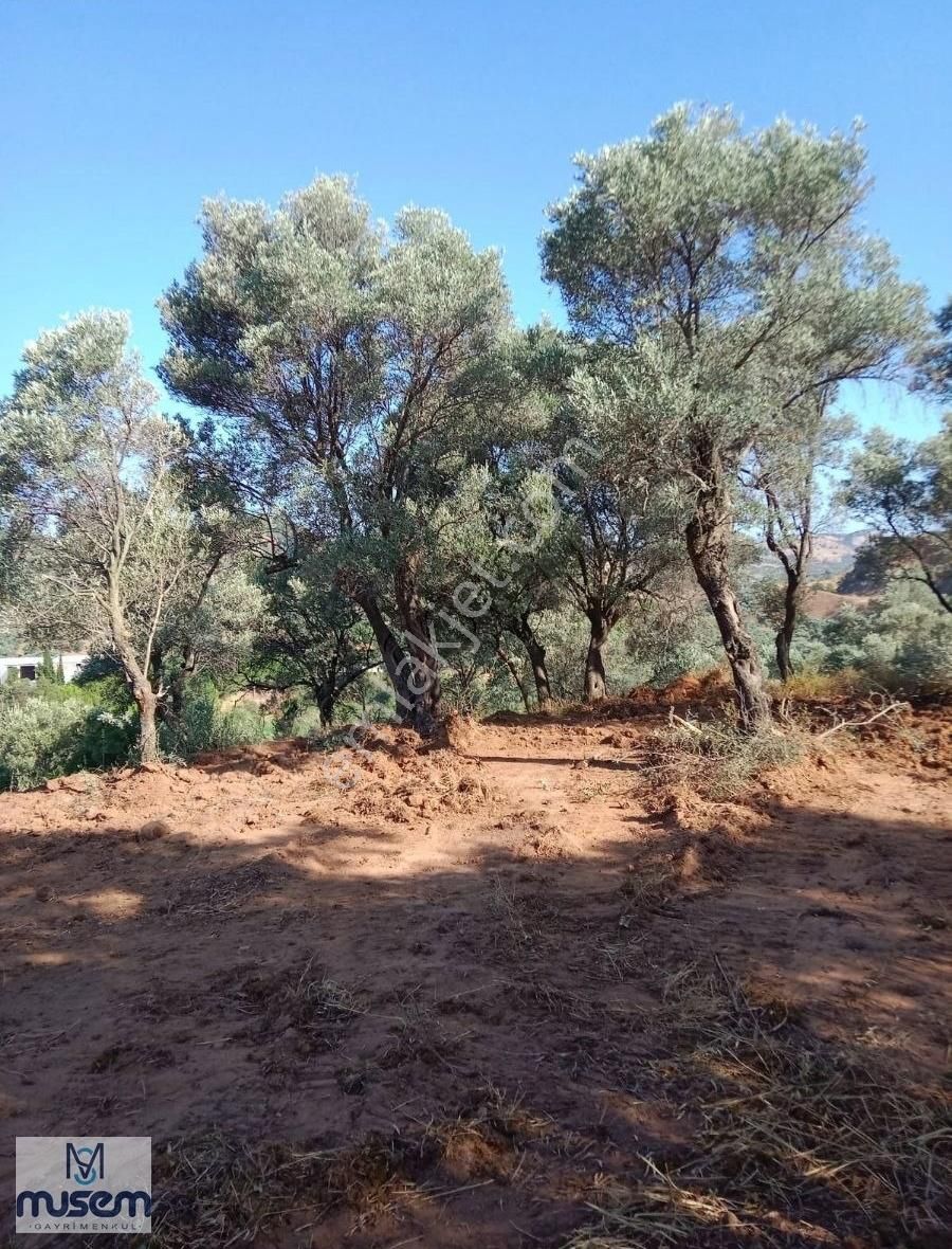 Germencık Dağkaraağac Koyunde 270m2 Satılık Hoby Bahcesı - Görsel 6