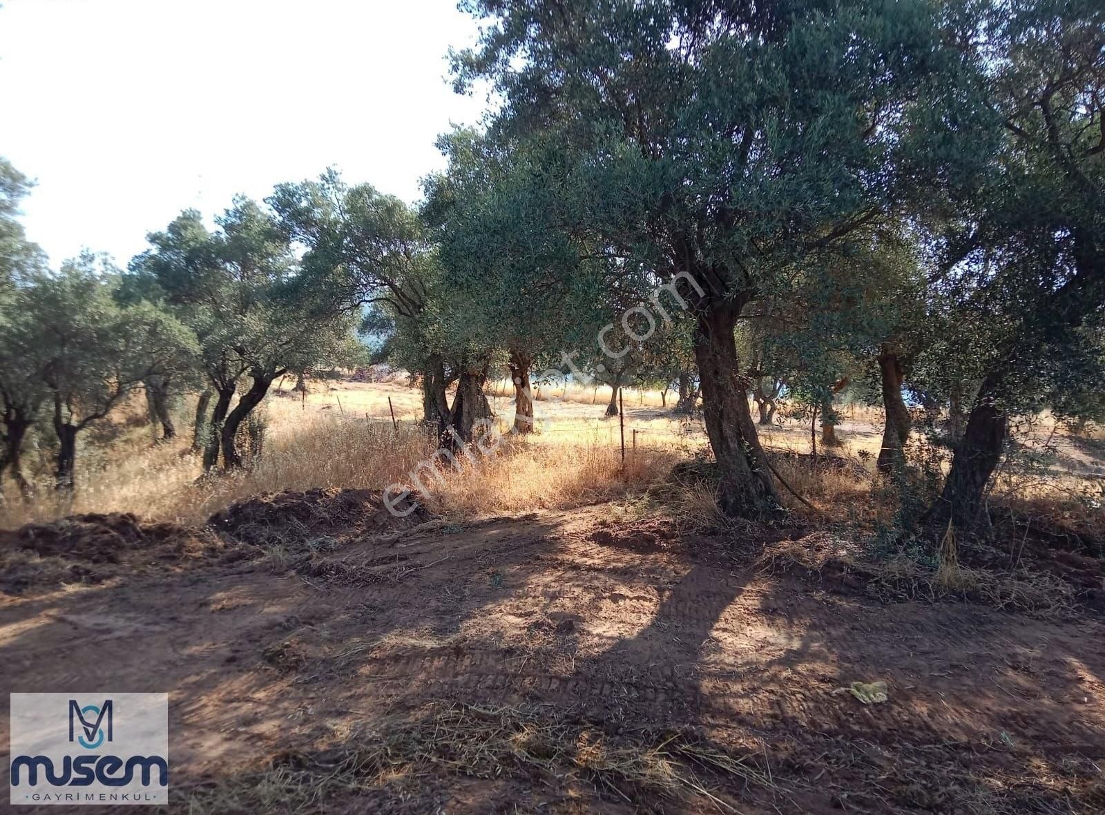 Germencık Dağkaraağac Koyunde 270m2 Satılık Hoby Bahcesı - Görsel 10
