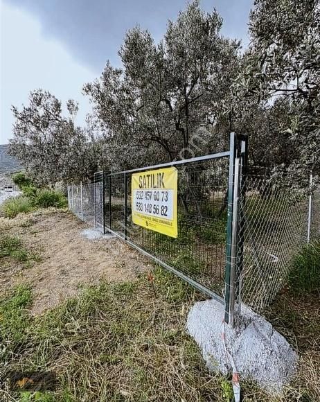 Armutlu Kapaklı Köyü Satılık Zeytinlik (palmiye Gayrimenkul) Asfalta Sıfır Deniz Görür Hobi Bahçesi