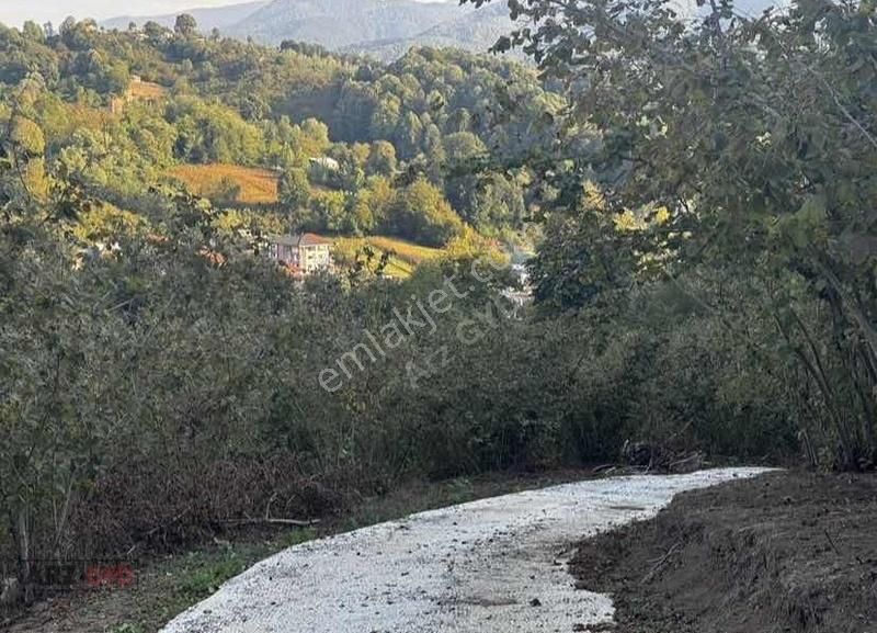 Erenler Değirmendere Satılık Tarla Arz-gyd Erenler Değirmenderede 5766 M2 Satılık Fındıklık