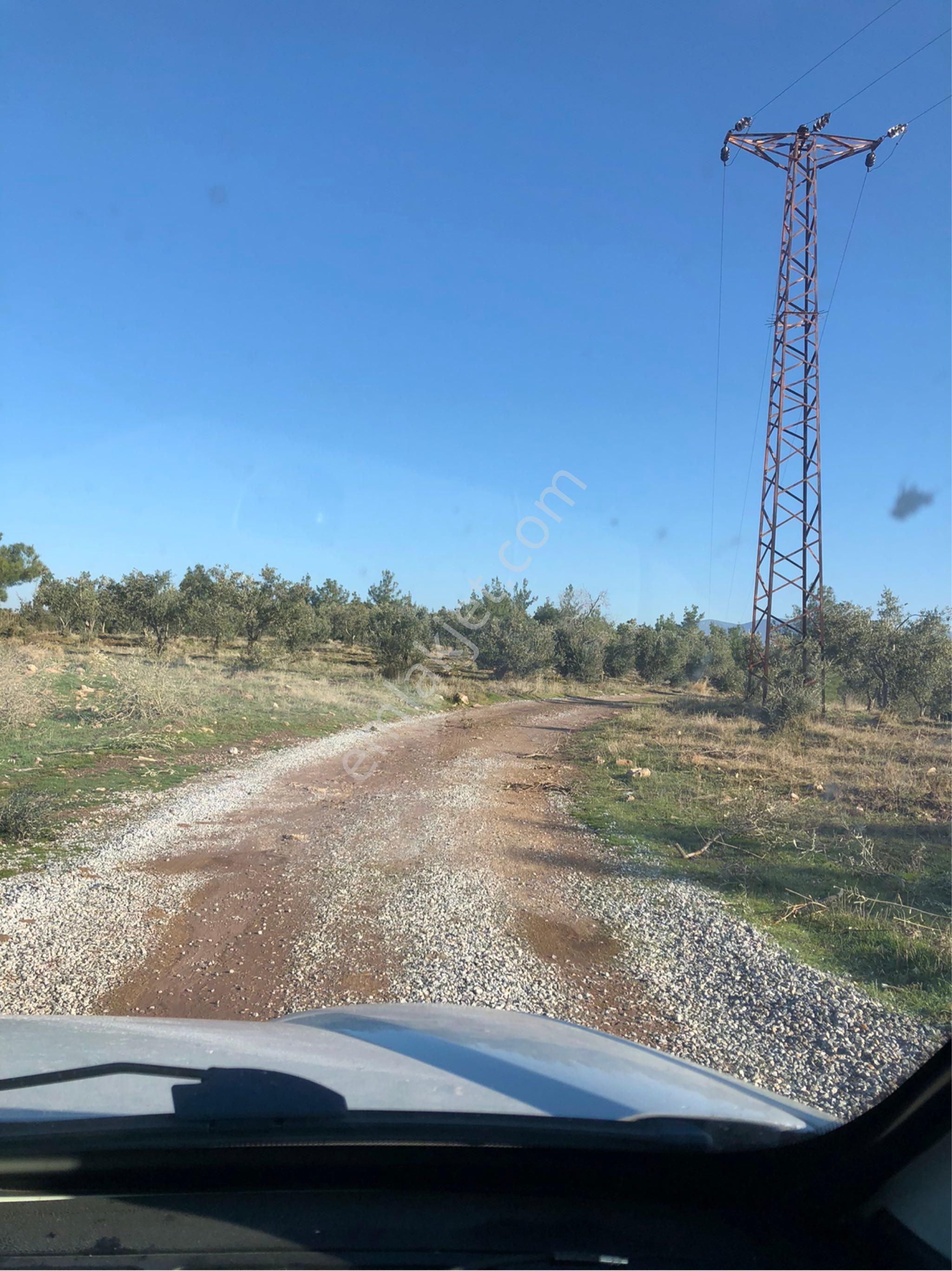 Akhisar Yenidoğan Satılık Tarla Manisa Akhisar Yenidoğan Mahallesinde Fırsat Zeytinlik