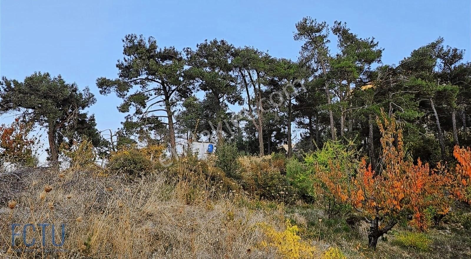 Kemalpaşa Yukarıkızılca Merkez Satılık Zeytinlik Kemalpaşa Yukarı Kızılca Satılık Zeytinlik Ve Kirazlık