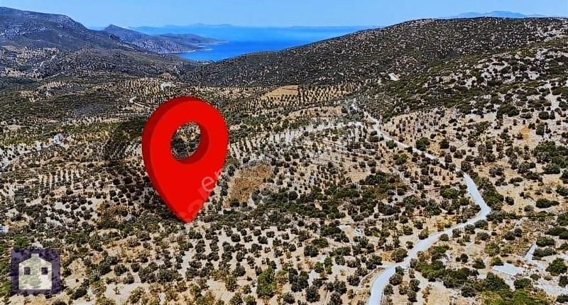 Datça Cumalı Satılık Tarla Satılık Zeytinlik Tarla - Datça Cumalı Köyü