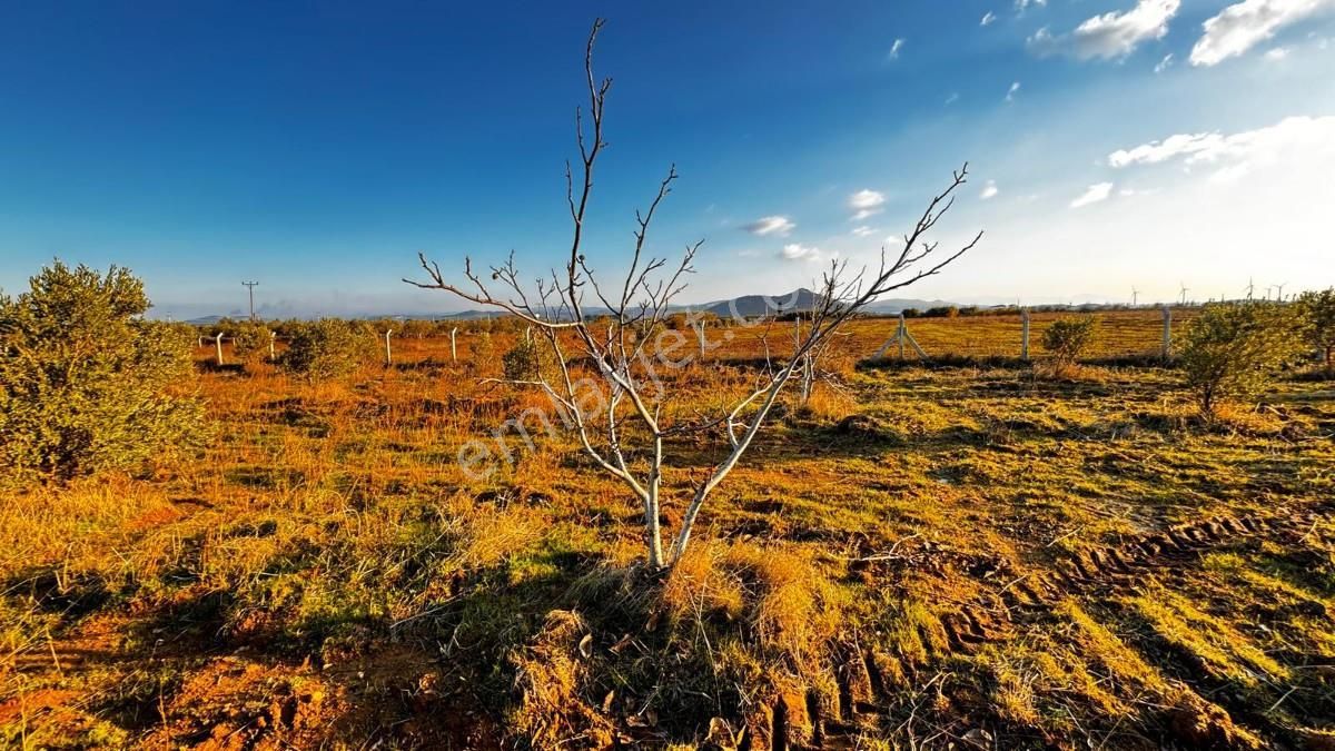 Bergama Sağancı Satılık Tarla Turyap Dikili'den Bergama Osb Bitişiğinde Satılık Arsa