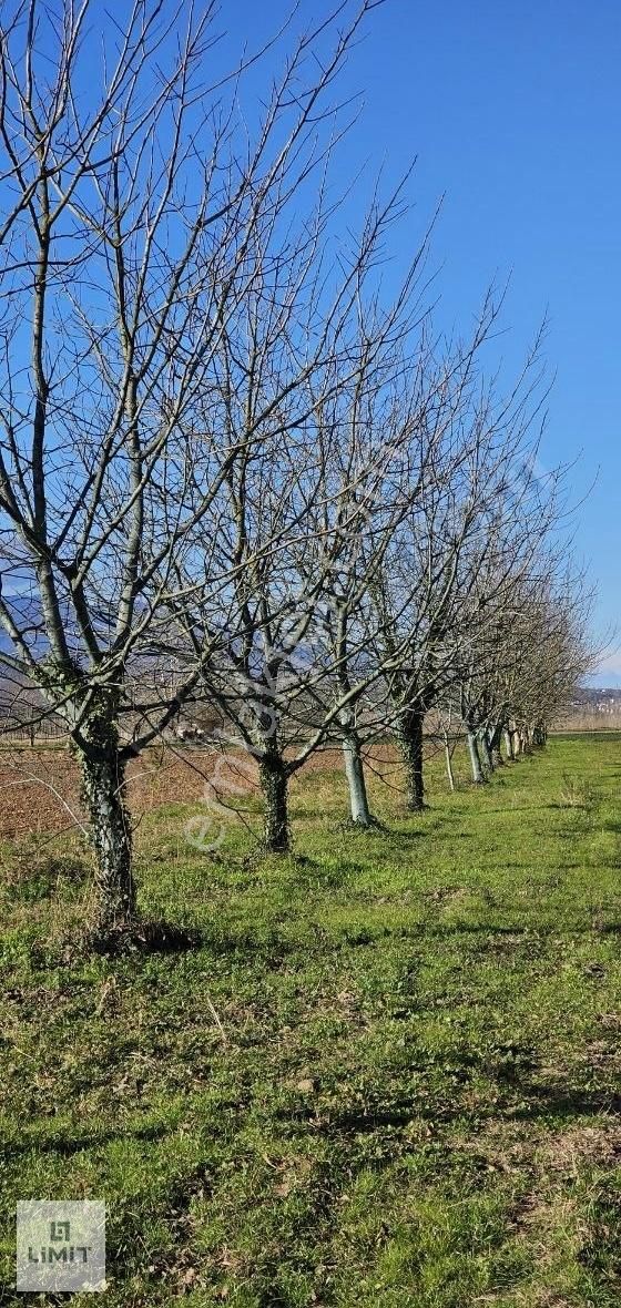 Arifiye Mollaköy Satılık Tarla Arifiye Mollaköy'de İmara 2.parsel Satılık Cevizlik!