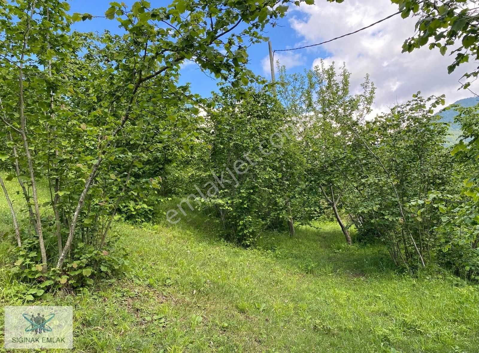 Sığınak Emlak'tan Elmaçukurundafındık Bahçesi Yolu Var - Görsel 3