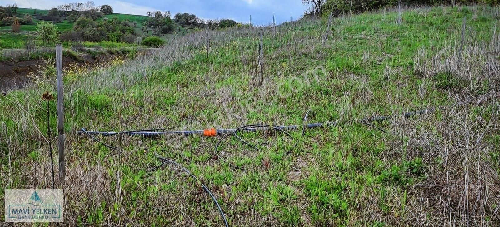 Biga Danişment Köyü Satılık Tarla Çanakkale Biga Danışment Köyü Satılık Ceviz Bahçesi