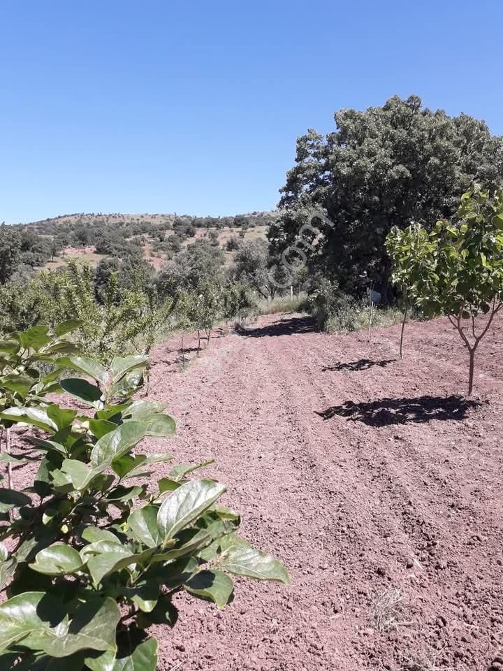 Dikili Kızılçukur Satılık Tarla Dikili Güven Emlak'tan Kızılçukur Mahallesinde Satılık Zeytinli Tarla