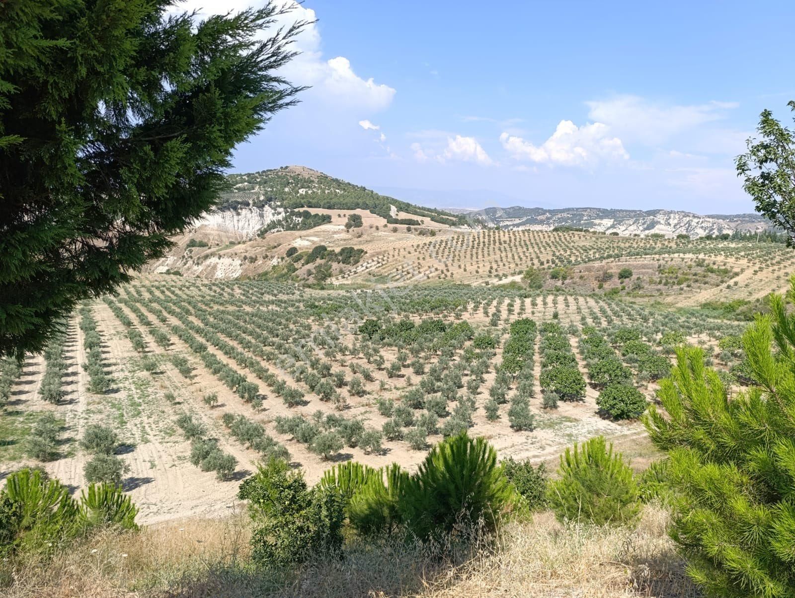 55.000 Zeytin Ağaçlı Tarla