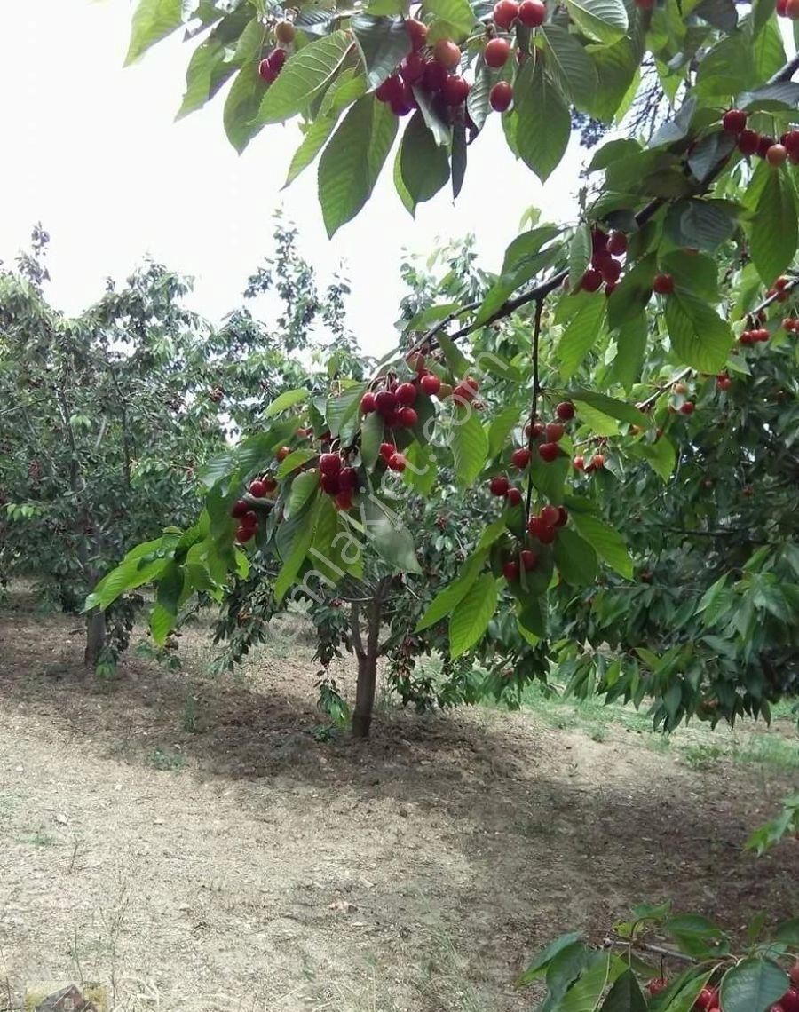 Bayındır Dernekli Satılık Bağ & Bahçe İzmir Bayındır Çınardibinde Satılık Kiraz Bahçesi