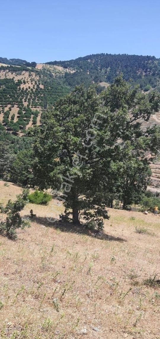 Bergama Topallar Satılık Tarla İzmir Bergama Oruçlar Köyünde Satılık Tarla