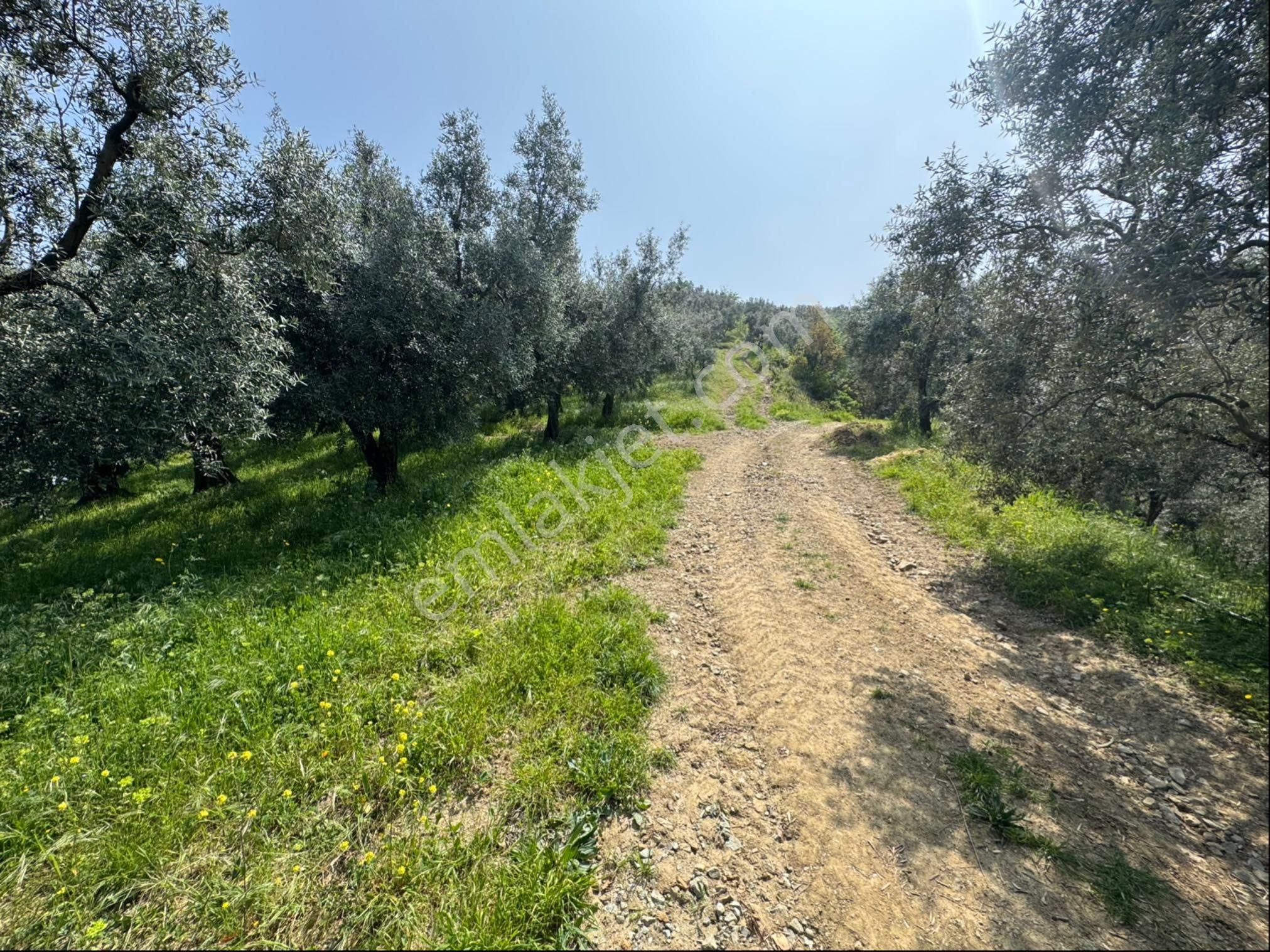 Gölyaka Da İznik Gölü Manzaralı Zeytinlik - Görsel 19