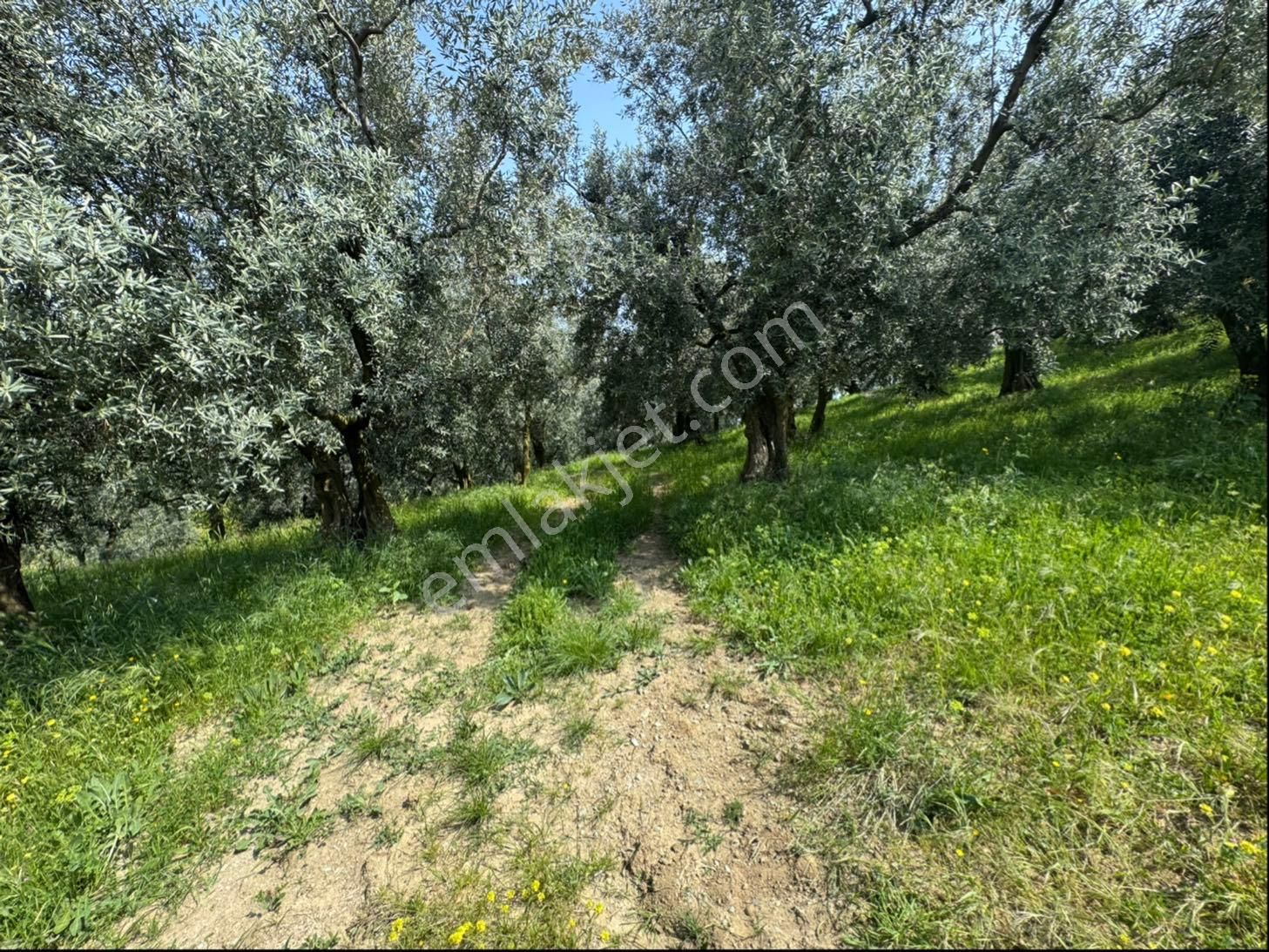 Gölyaka Da İznik Gölü Manzaralı Zeytinlik - Görsel 20