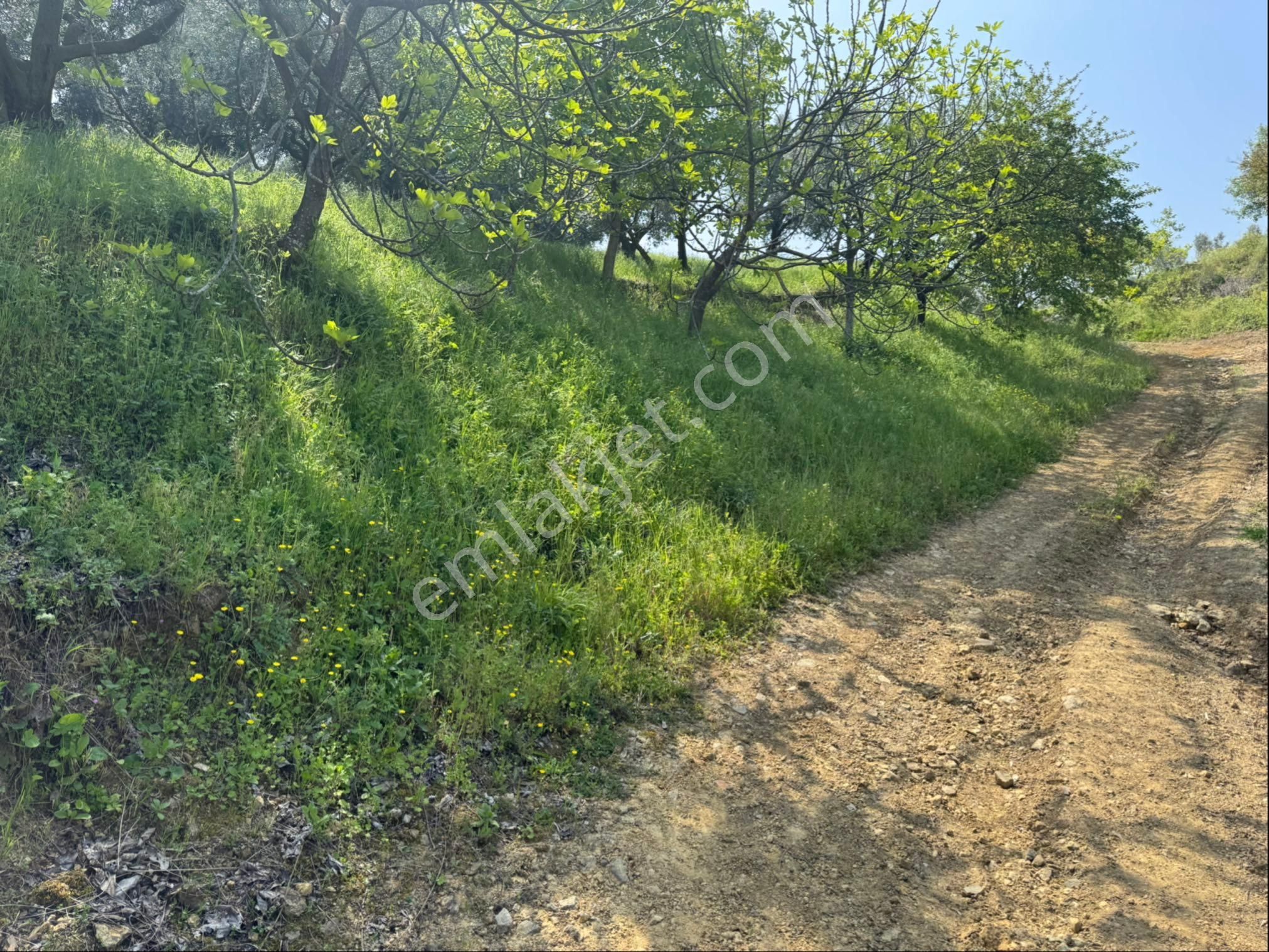 Gölyaka Da İznik Gölü Manzaralı Zeytinlik - Görsel 8