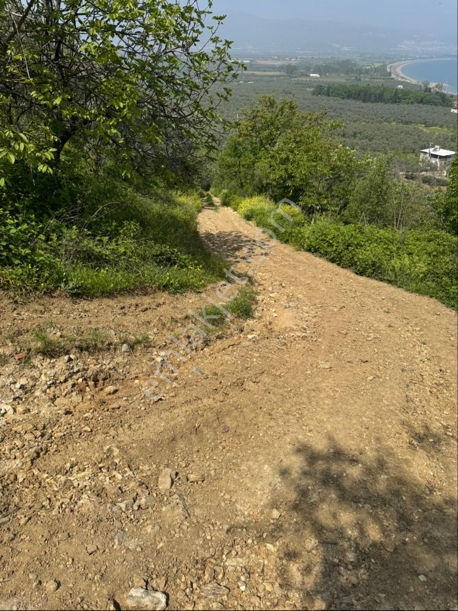 Gölyaka Da İznik Gölü Manzaralı Zeytinlik - Görsel 11