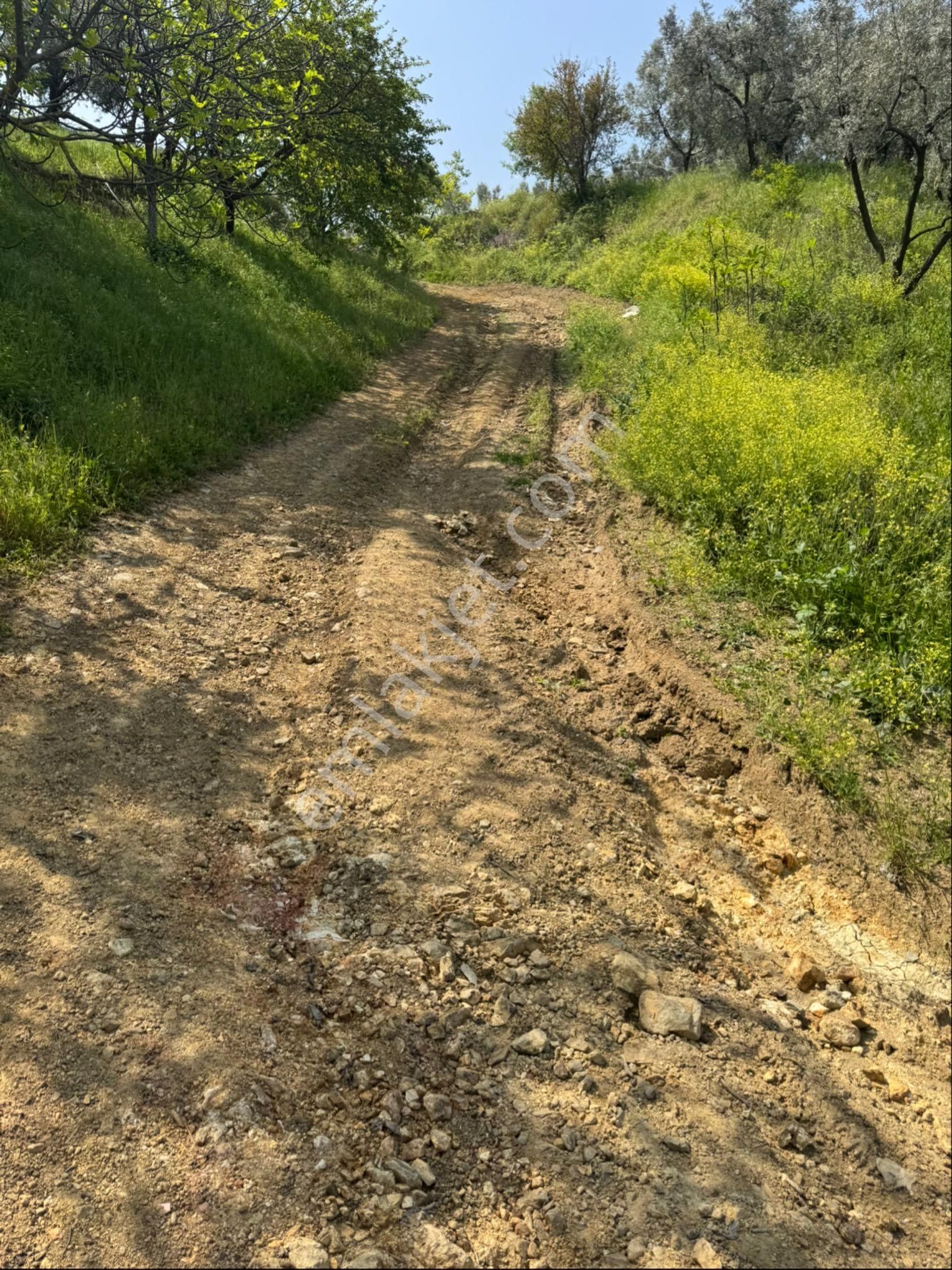 Gölyaka Da İznik Gölü Manzaralı Zeytinlik - Görsel 10