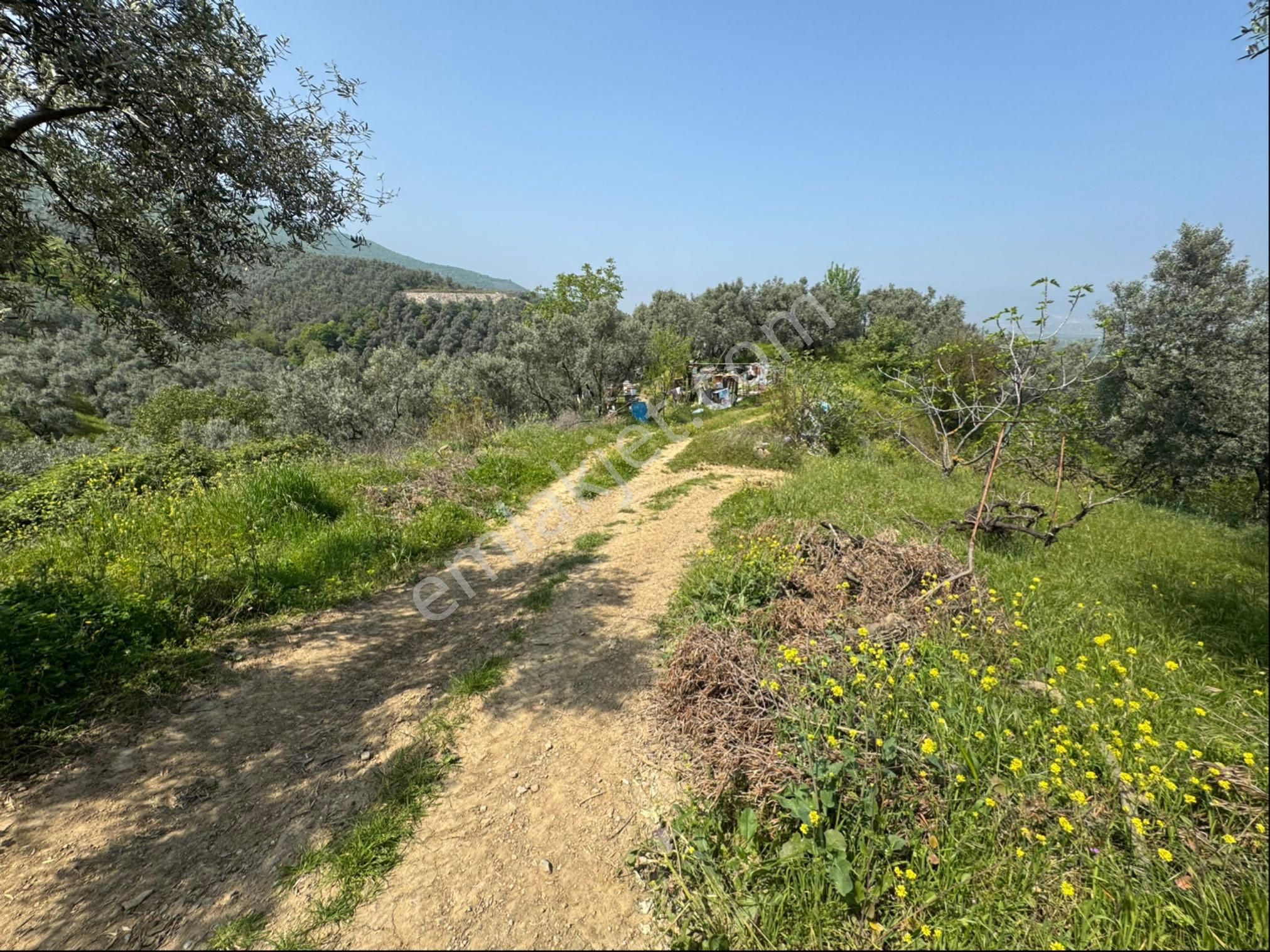 Gölyaka Da İznik Gölü Manzaralı Zeytinlik - Görsel 18