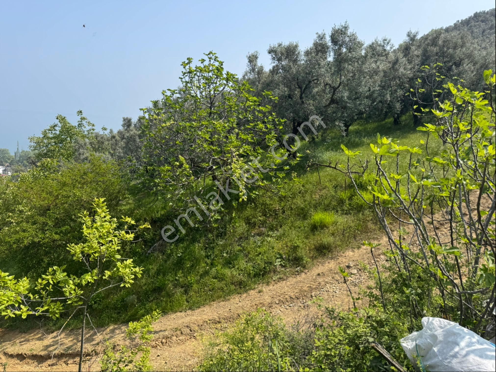 Gölyaka Da İznik Gölü Manzaralı Zeytinlik - Görsel 14