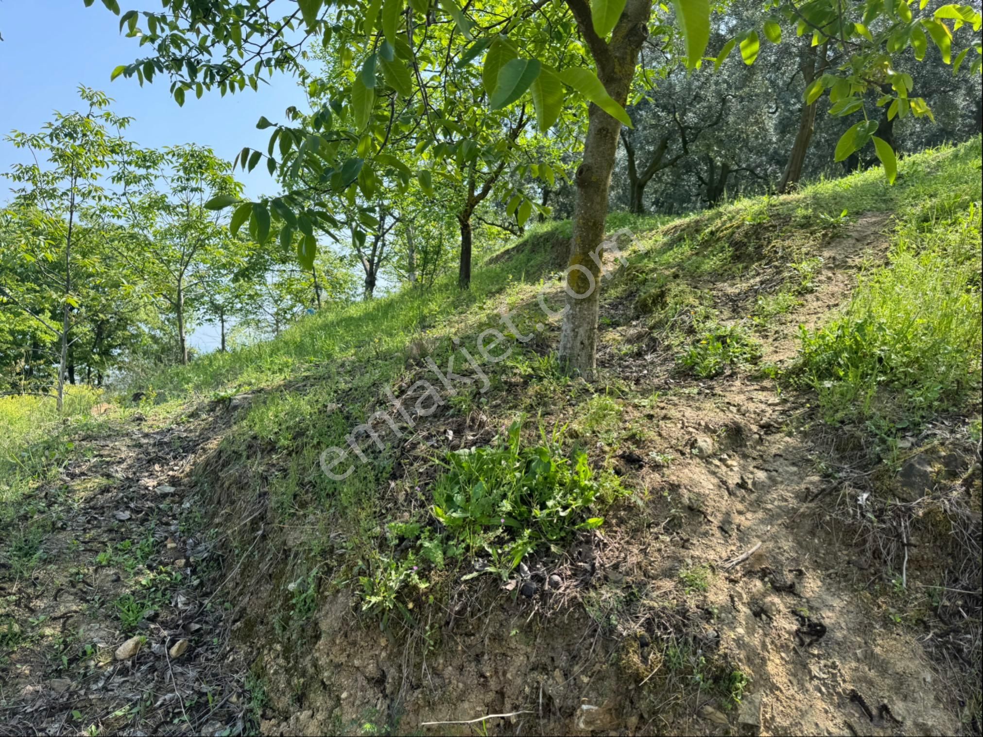 Gölyaka Da İznik Gölü Manzaralı Zeytinlik - Görsel 6