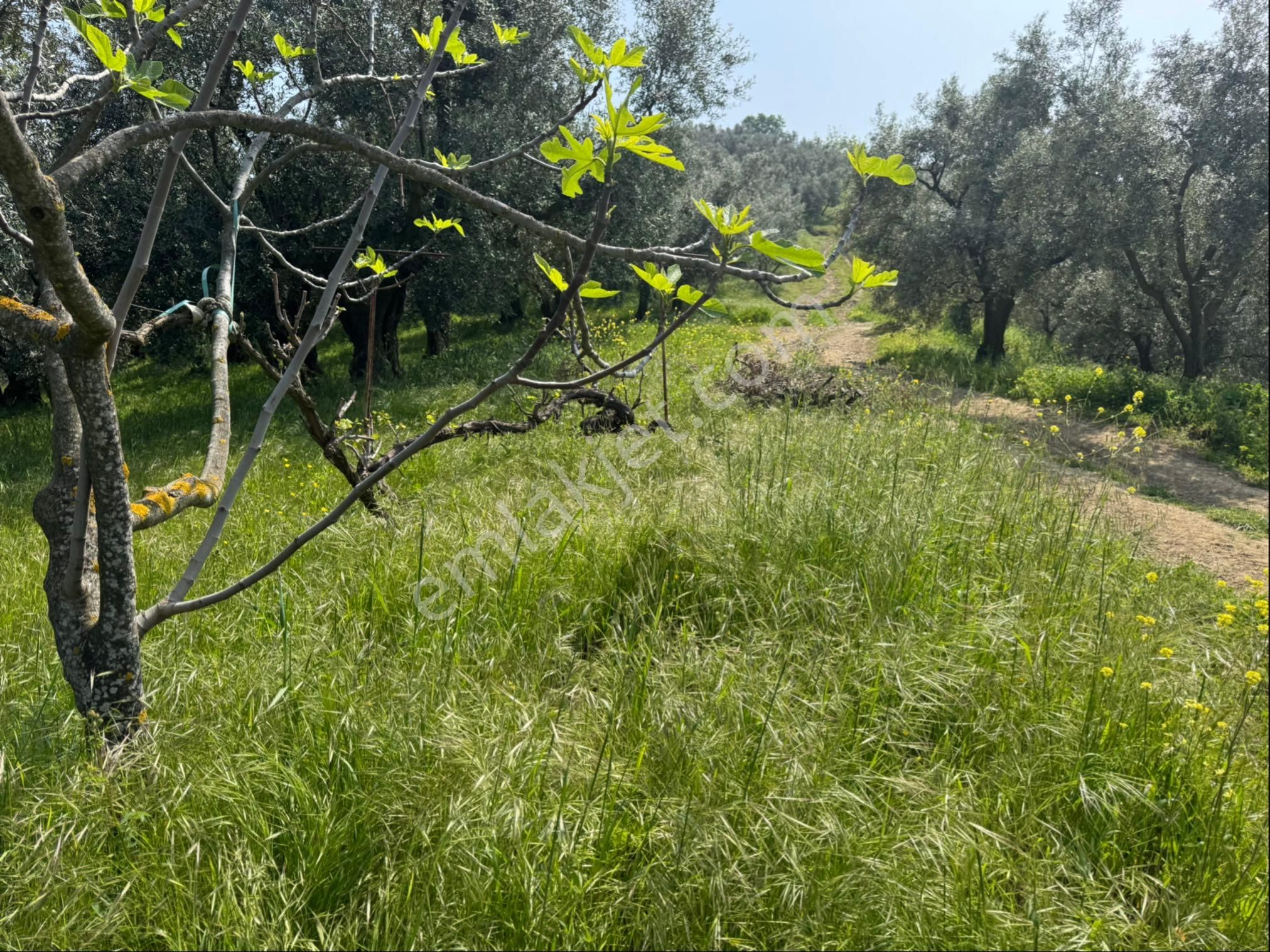 Gölyaka Da İznik Gölü Manzaralı Zeytinlik - Görsel 12