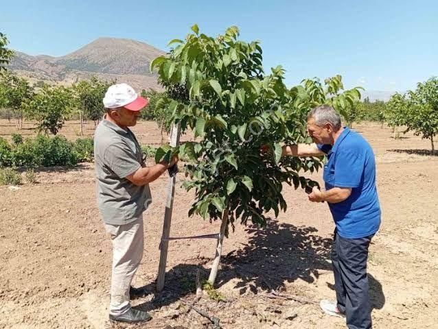 Çameli İmamlar Satılık Bağ & Bahçe Çameli İmamlar Baraj Mevkii 2971 M2 Tel Örgülü Sondaj Lı Konteyner Evli Ceviz Bahçesi