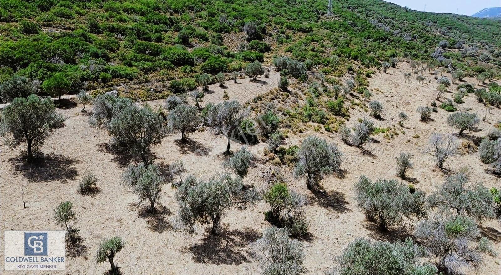 Karaburun Eğlenhoca Mahallesi'nde Deniz Ve Gölet Manzaralı Tarla - Görsel 14