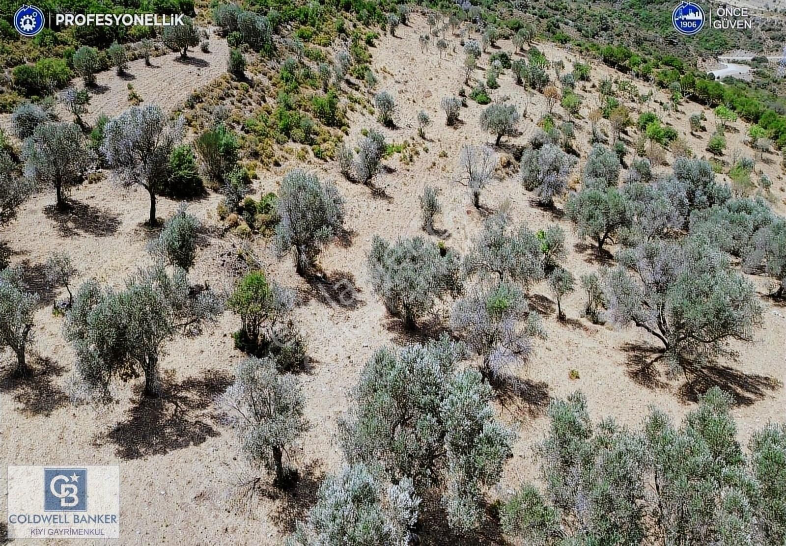 Karaburun Eğlenhoca Mahallesi'nde Deniz Ve Gölet Manzaralı Tarla - Görsel 5
