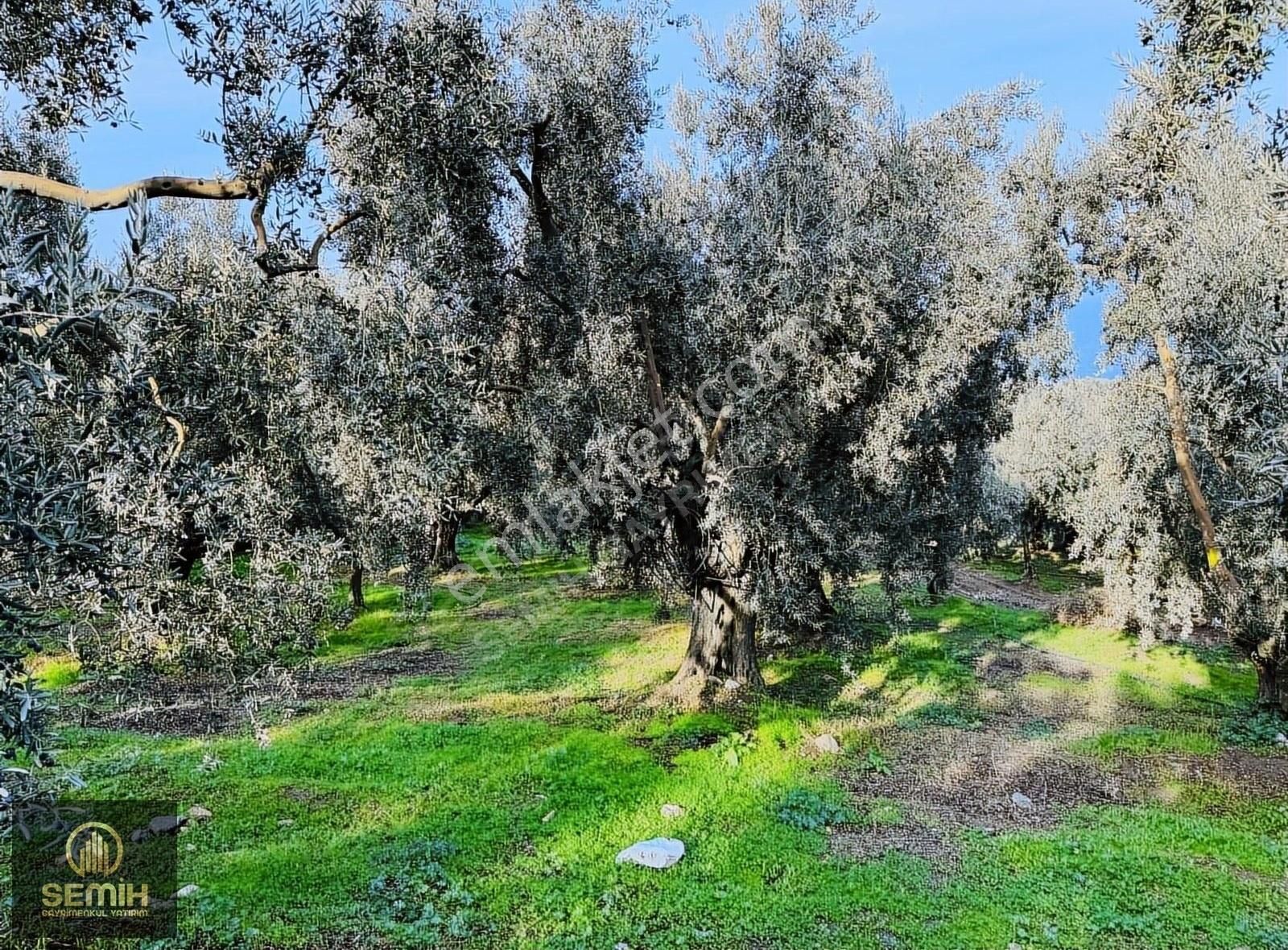 İznik Müşküle Satılık Tarla Eşsiz Konumda, İznik Gölü Manzaralı 345m² Satılık Arsa