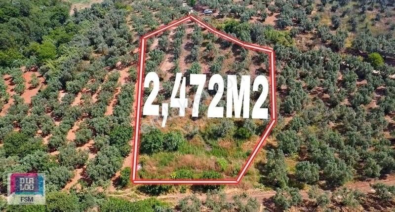 Osmangazi Gündoğdu Satılık Zeytinlik Gündoğdu Mah Şehir Merkezine Yakın Yola Cephe 2,470 M2 Zeytinlik