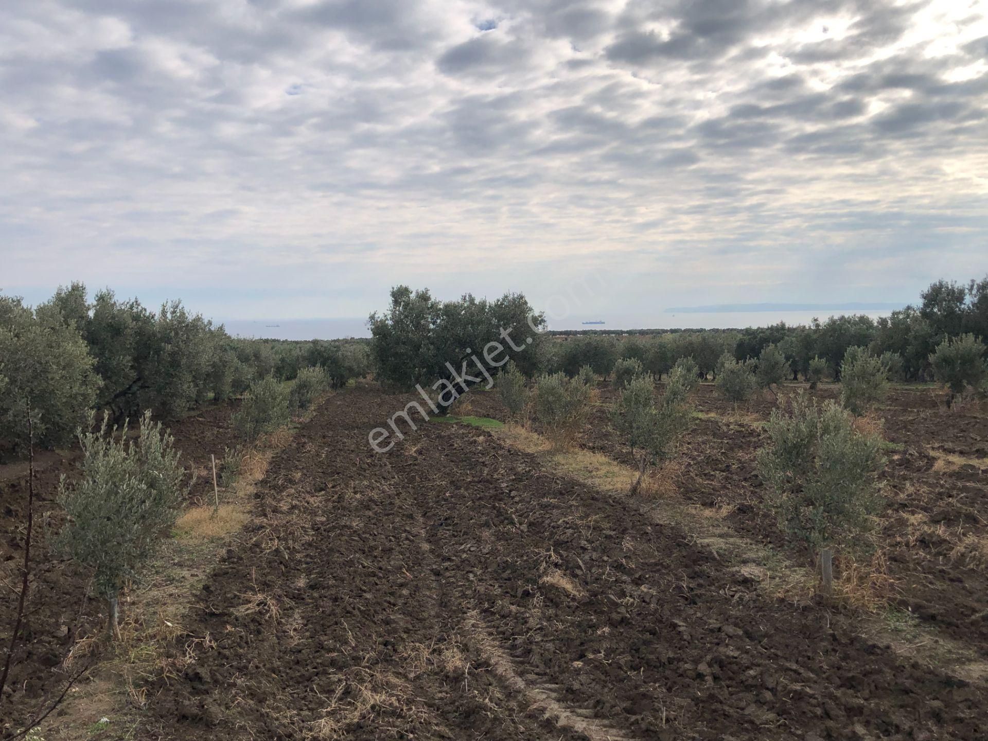 Şarköy İğdebağları Satılık Zeytinlik Şarköyde Işık Emlaktan İğdebağları Mah De 2348 M2 Zeytinlik