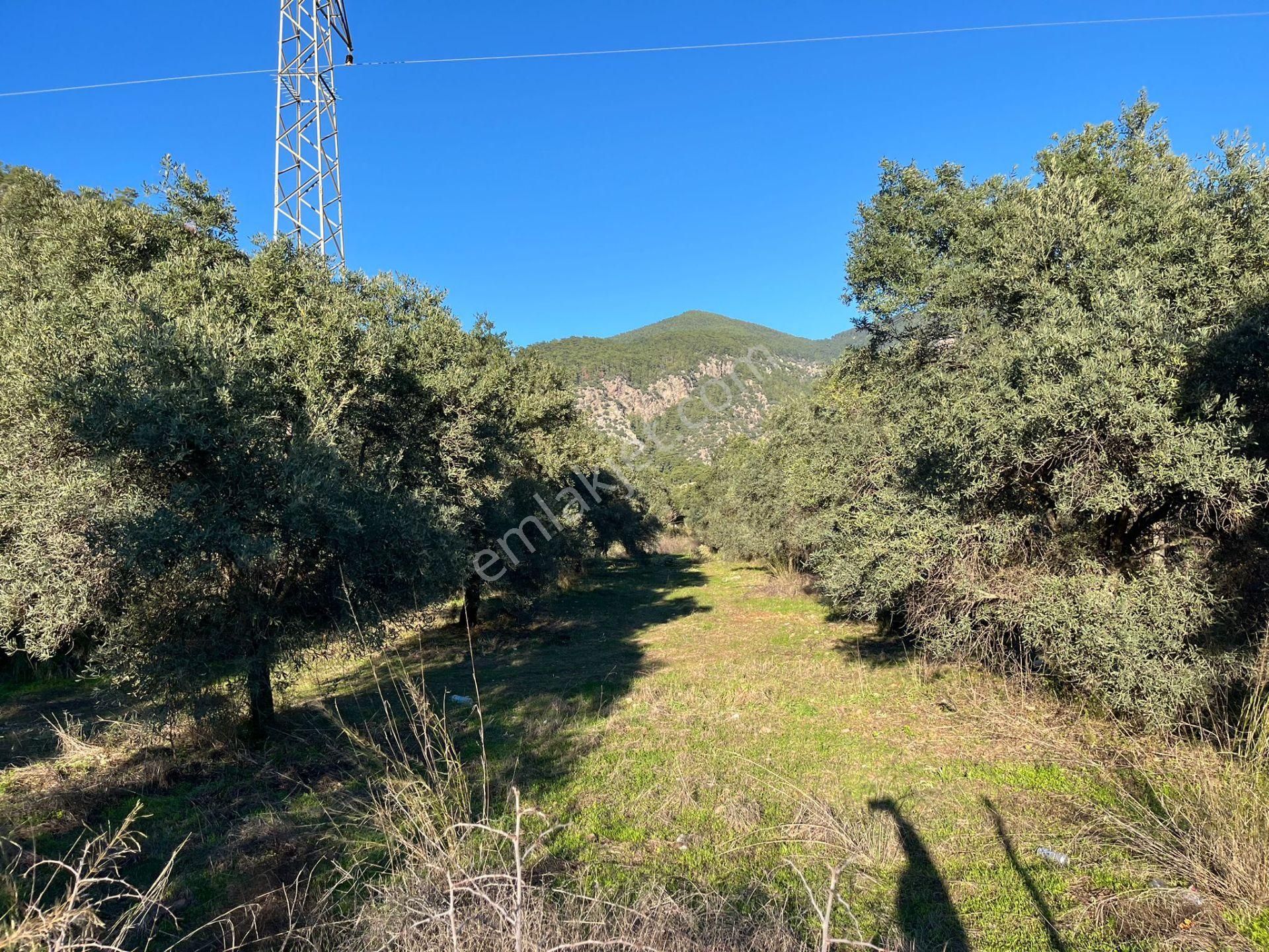 Köyceğiz Ekincik Satılık Tarla Muğla, Köyceğiz, Ekincikte Yatırma Uygun 3.300 M2 Arazi Satılık