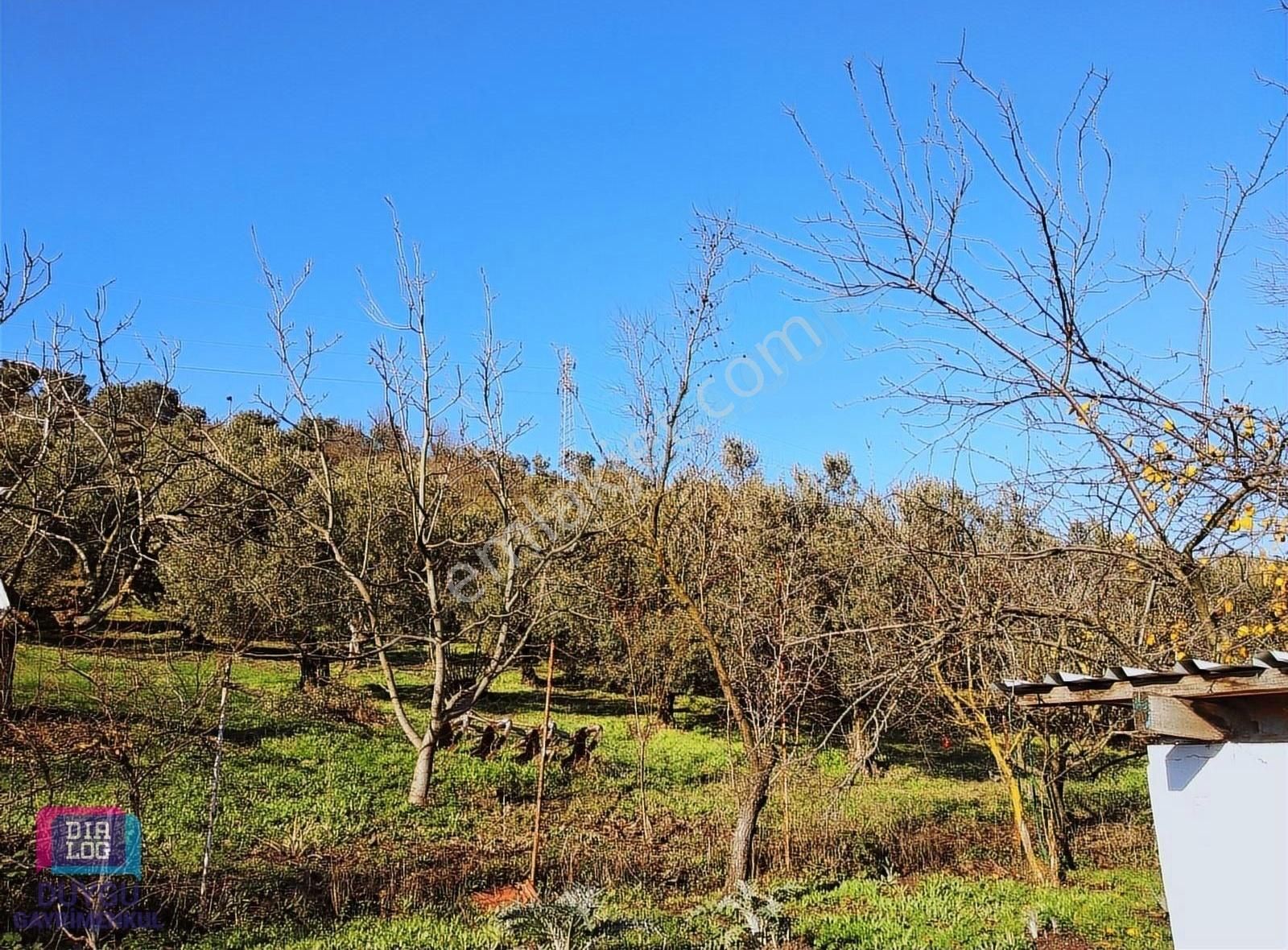 Gemlik Kurtul Satılık Zeytinlik Gemlik Kurtul Da Satılık Zeytinlik