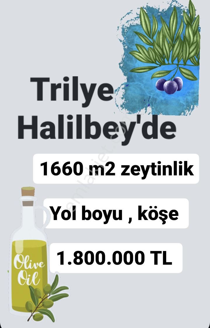 Mudanya Tirilye Satılık Zeytinlik Trilye Yola Cephe Zeytinlik