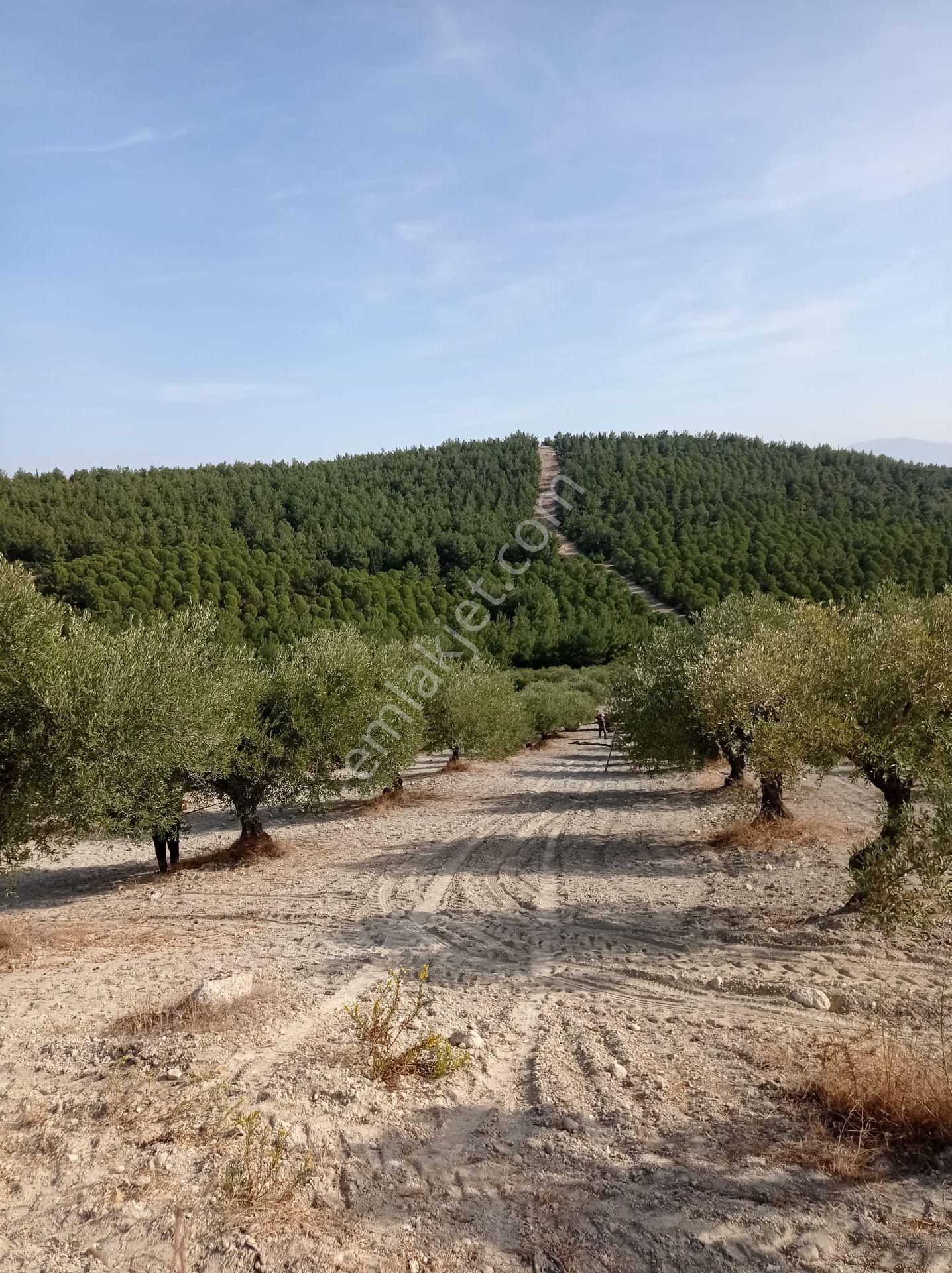 Saruhanlı Apak Satılık Tarla Saruhanlı Abbakta Satılık Zeytinlik