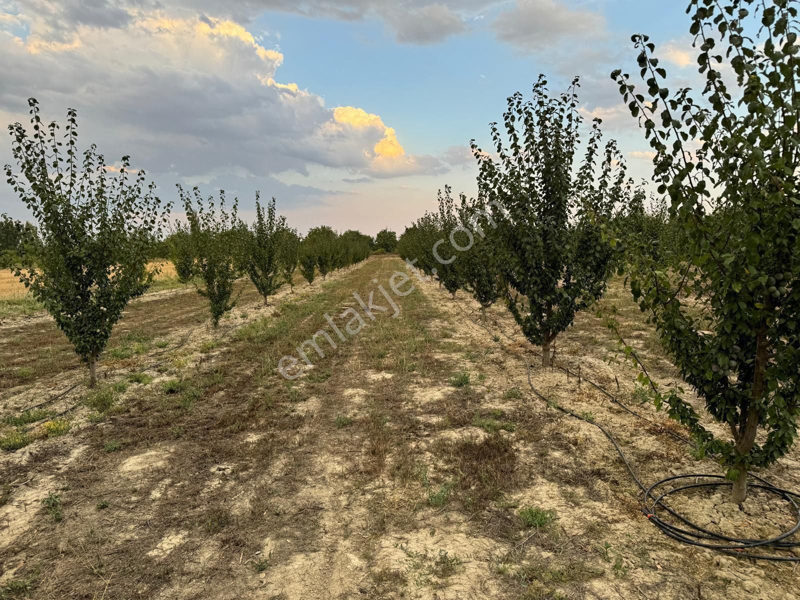 Akşehir Sorkun Satılık Tarla Elit Emlak'tan Satılık Tarla 5,000 M2 Erik Ağaçları Var Ki