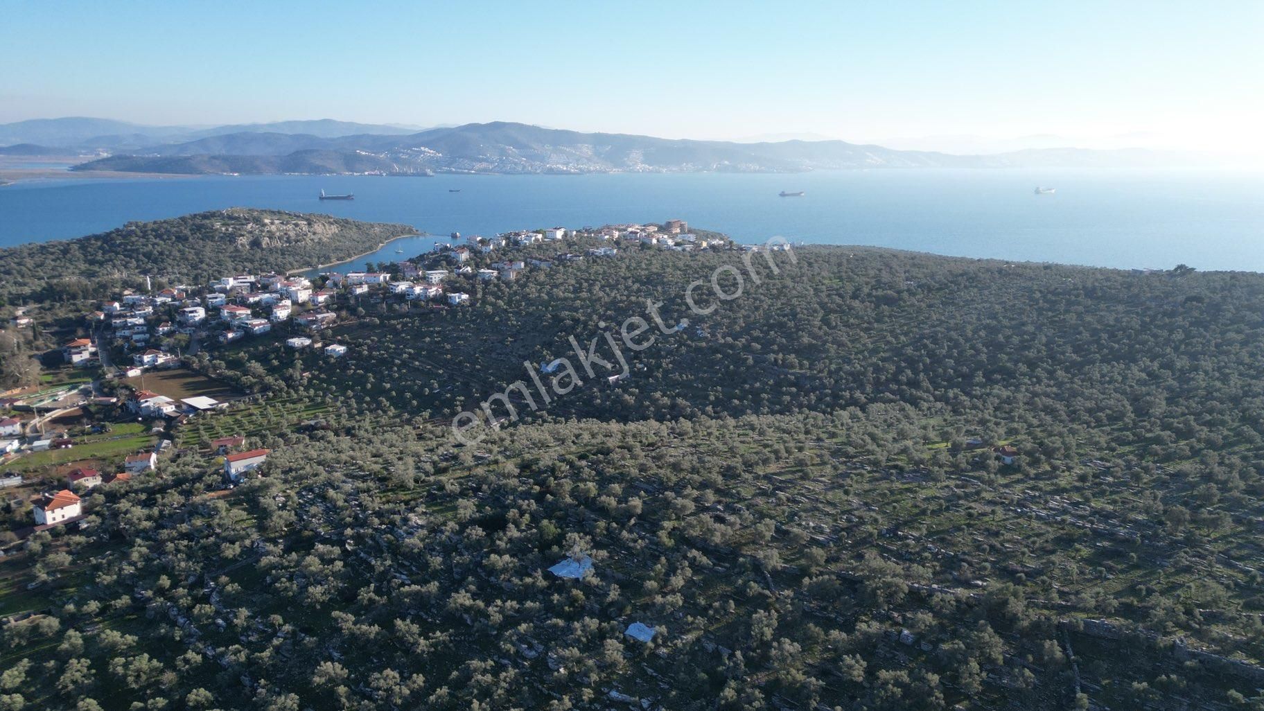 Milas Kıyıkışlacık Satılık Zeytinlik İasos Antik Kent Kıyıkışlacık Merkez Satılık Deniz Manzaralı Zeytinlik